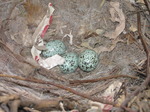 SX13820 Birds nest with eggs in Bronllys Castle.jpg